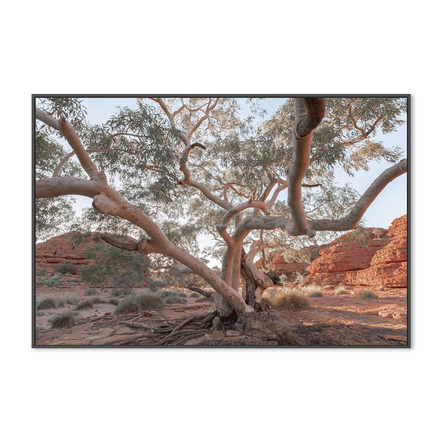 wall-art-print-canvas-poster-framed-Twisting Gum Tree-GIOIA-WALL-ART