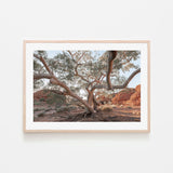 wall-art-print-canvas-poster-framed-Twisting Gum Tree-GIOIA-WALL-ART