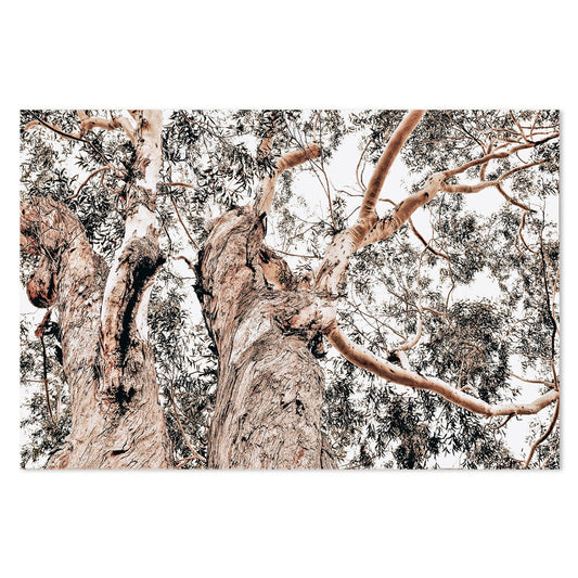 wall-art-print-canvas-poster-framed-Two Eucalyptus Tree Trunks-by-Gioia Wall Art-Gioia Wall Art