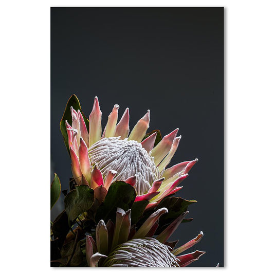 wall-art-print-canvas-poster-framed-Up Close Protea-by-Gioia Wall Art-Gioia Wall Art