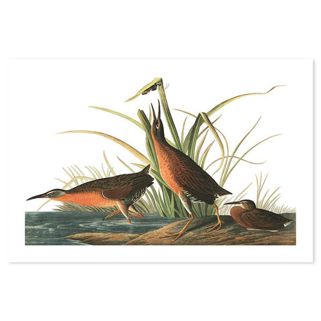 wall-art-print-canvas-poster-framed-Virginian Rail, By John James Audubon-by-Gioia Wall Art-Gioia Wall Art