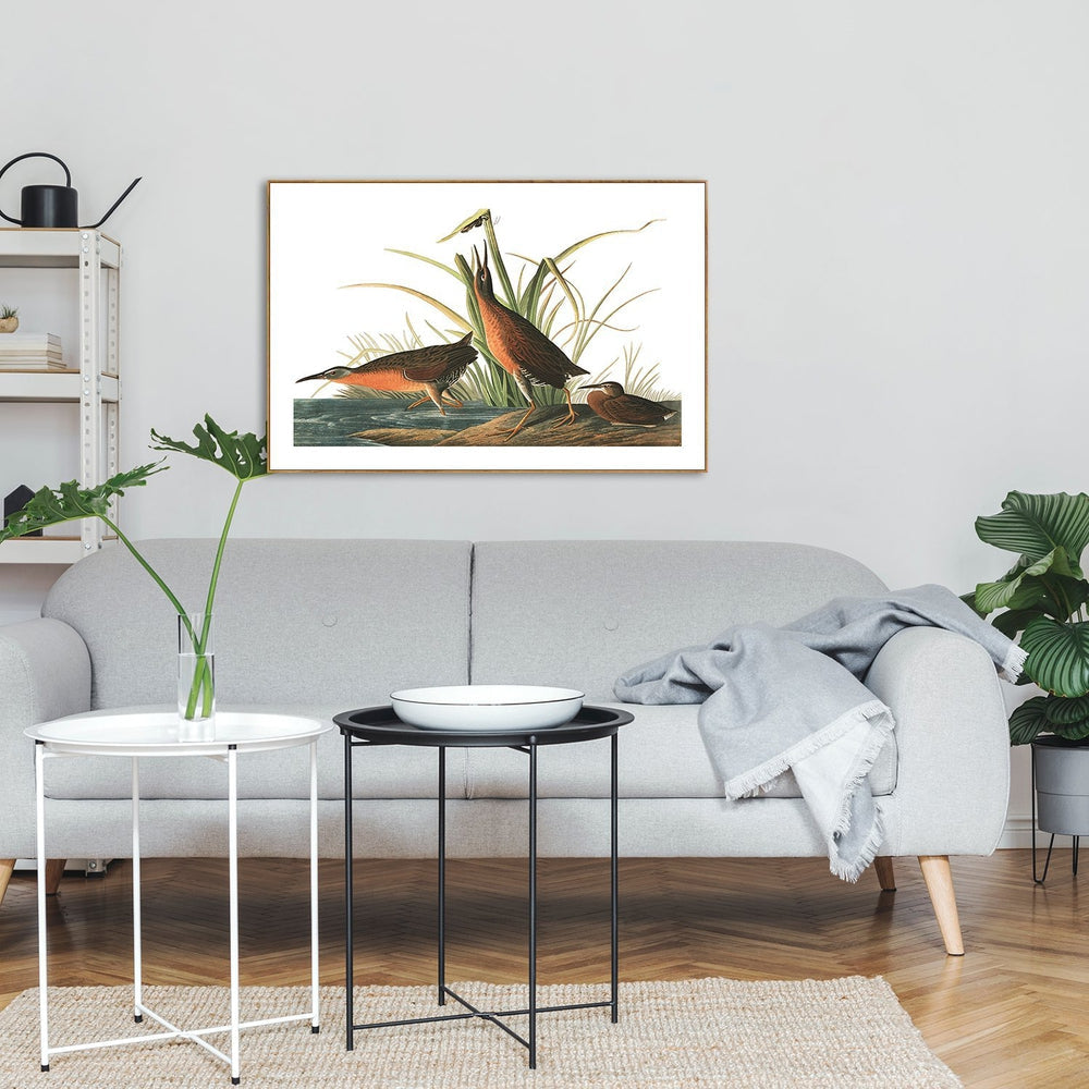 wall-art-print-canvas-poster-framed-Virginian Rail, By John James Audubon-by-Gioia Wall Art-Gioia Wall Art