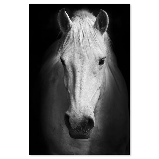 wall-art-print-canvas-poster-framed-White Horse In Black Background-by-Gioia Wall Art-Gioia Wall Art