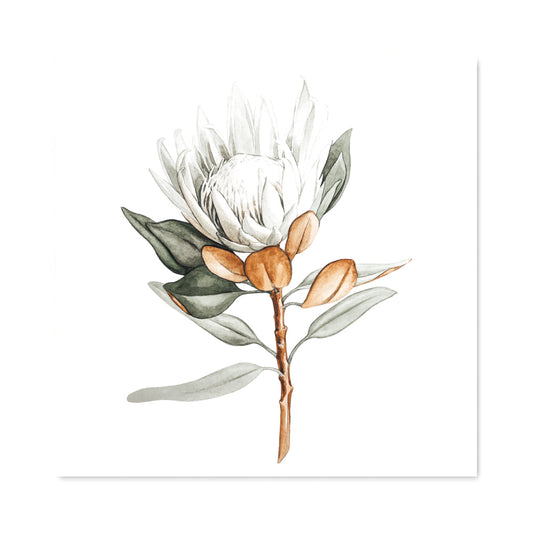 wall-art-print-canvas-poster-framed-White Protea-by-Gioia Wall Art-Gioia Wall Art