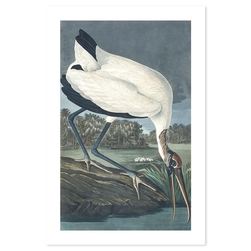 wall-art-print-canvas-poster-framed-Wood Ibis, By John James Audubon-by-Gioia Wall Art-Gioia Wall Art