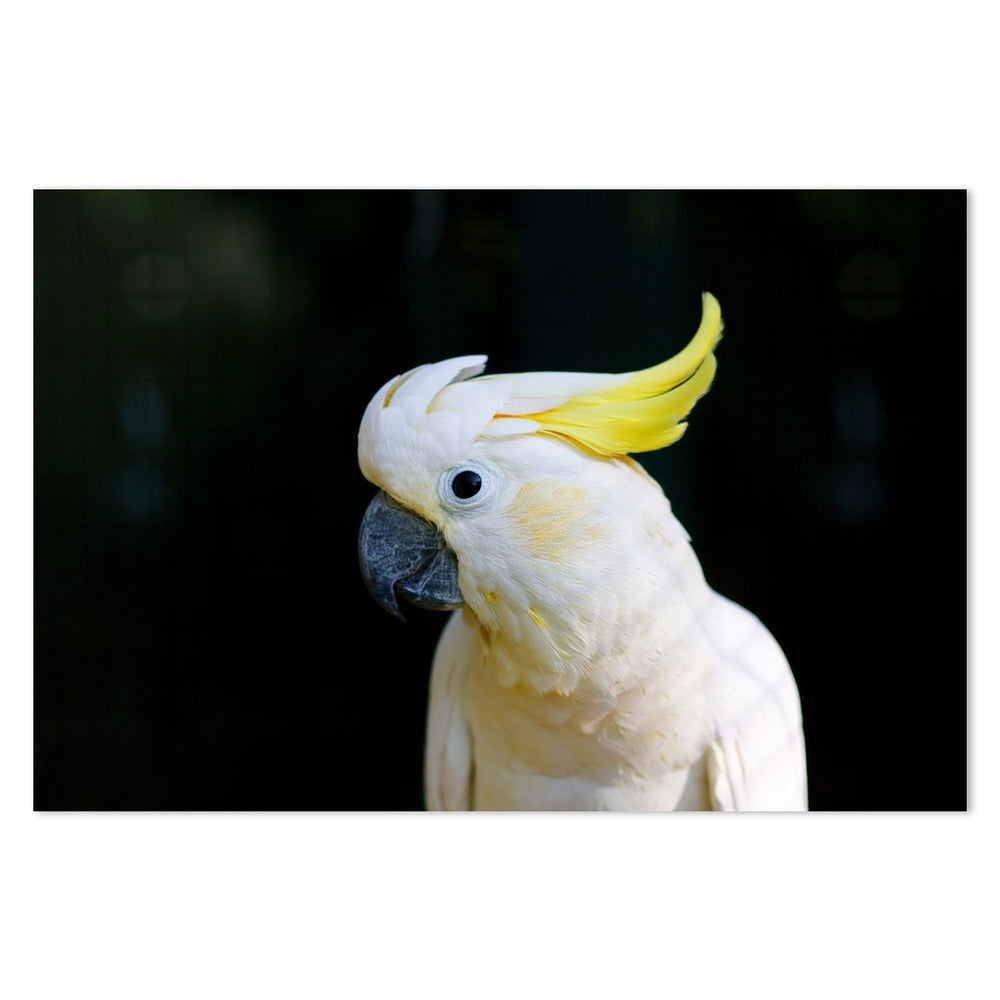 wall-art-print-canvas-poster-framed-Yellow Haired White Cockatoo-by-Gioia Wall Art-Gioia Wall Art