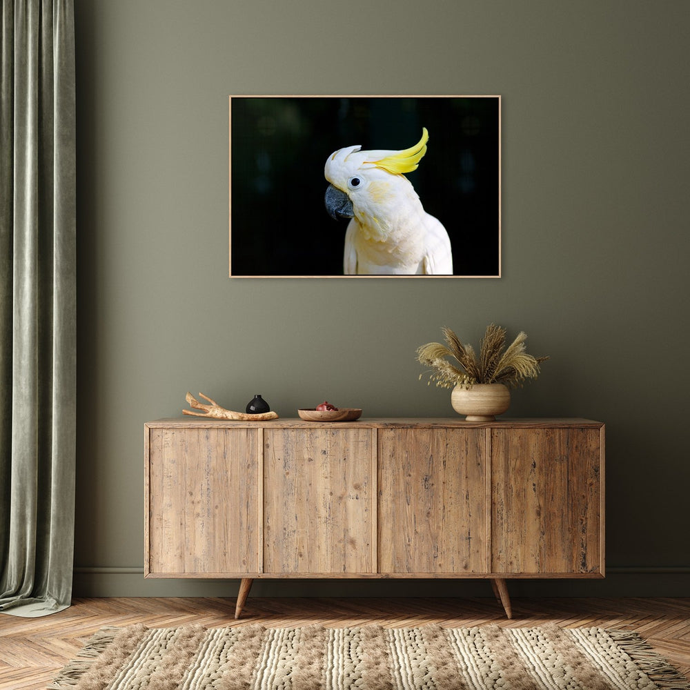 wall-art-print-canvas-poster-framed-Yellow Haired White Cockatoo-by-Gioia Wall Art-Gioia Wall Art