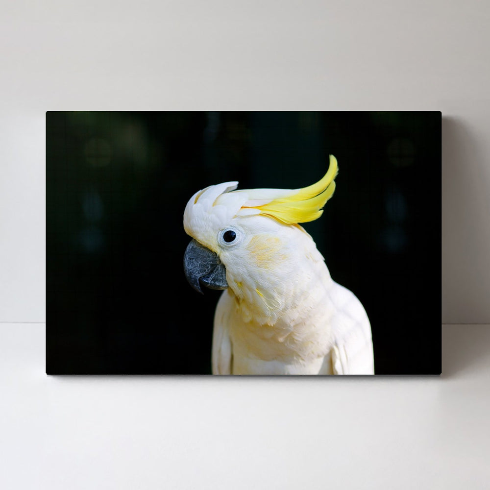 wall-art-print-canvas-poster-framed-Yellow Haired White Cockatoo-by-Gioia Wall Art-Gioia Wall Art