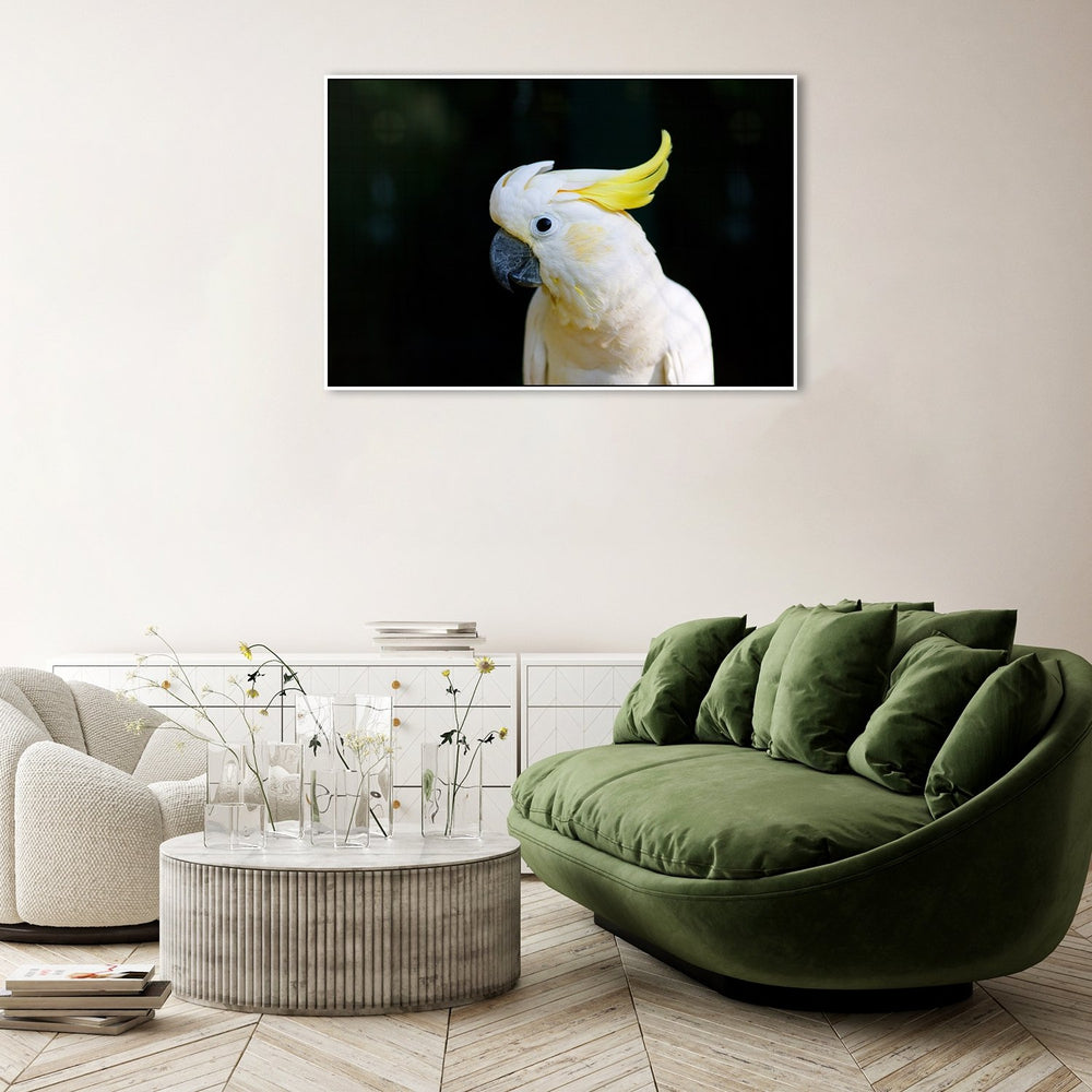 wall-art-print-canvas-poster-framed-Yellow Haired White Cockatoo-by-Gioia Wall Art-Gioia Wall Art