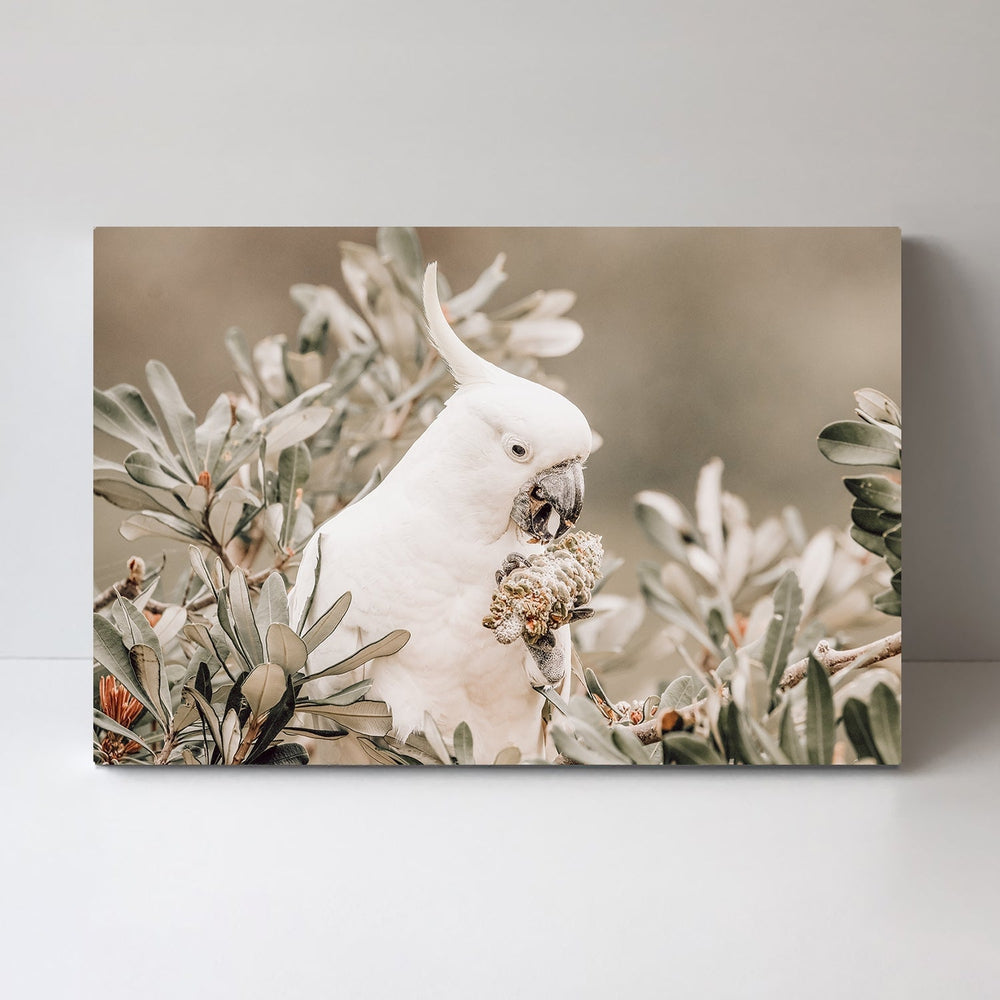 wall-art-print-canvas-poster-framed-Yummy Treat For Cockatoo-by-Gioia Wall Art-Gioia Wall Art